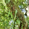 Plants: image 71 Of 208 Thumb